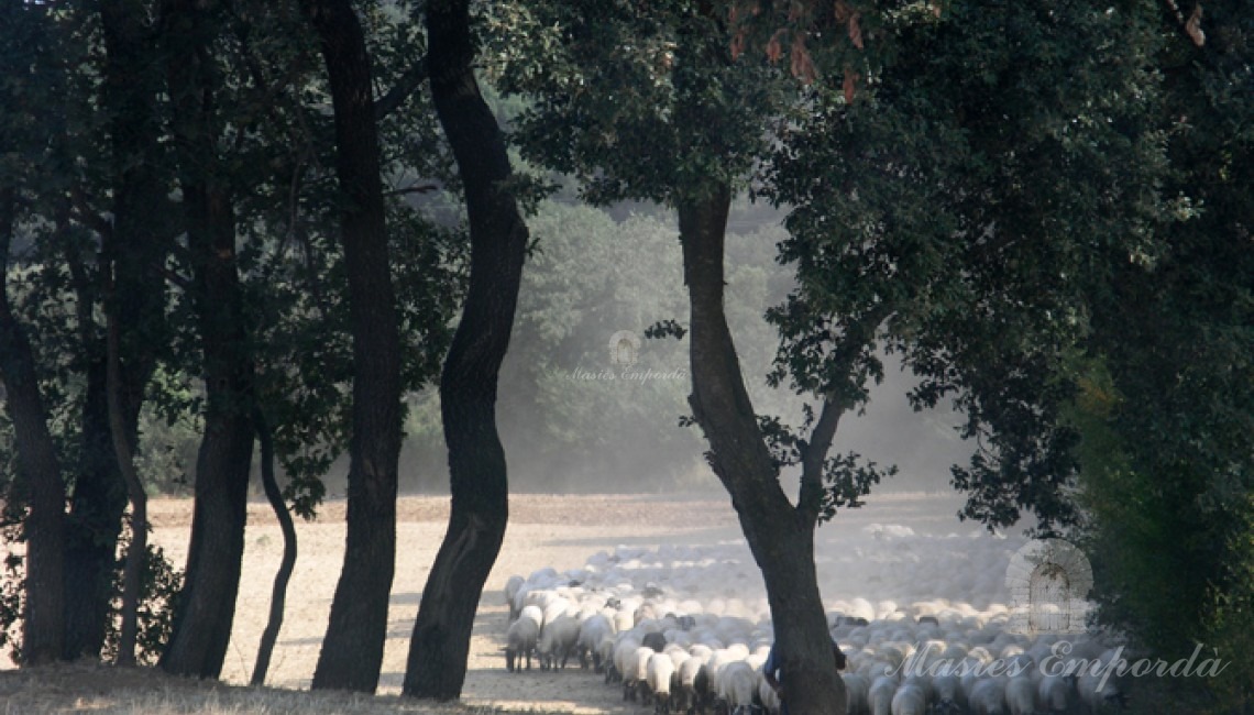 Vitas de los campos de la propiedad