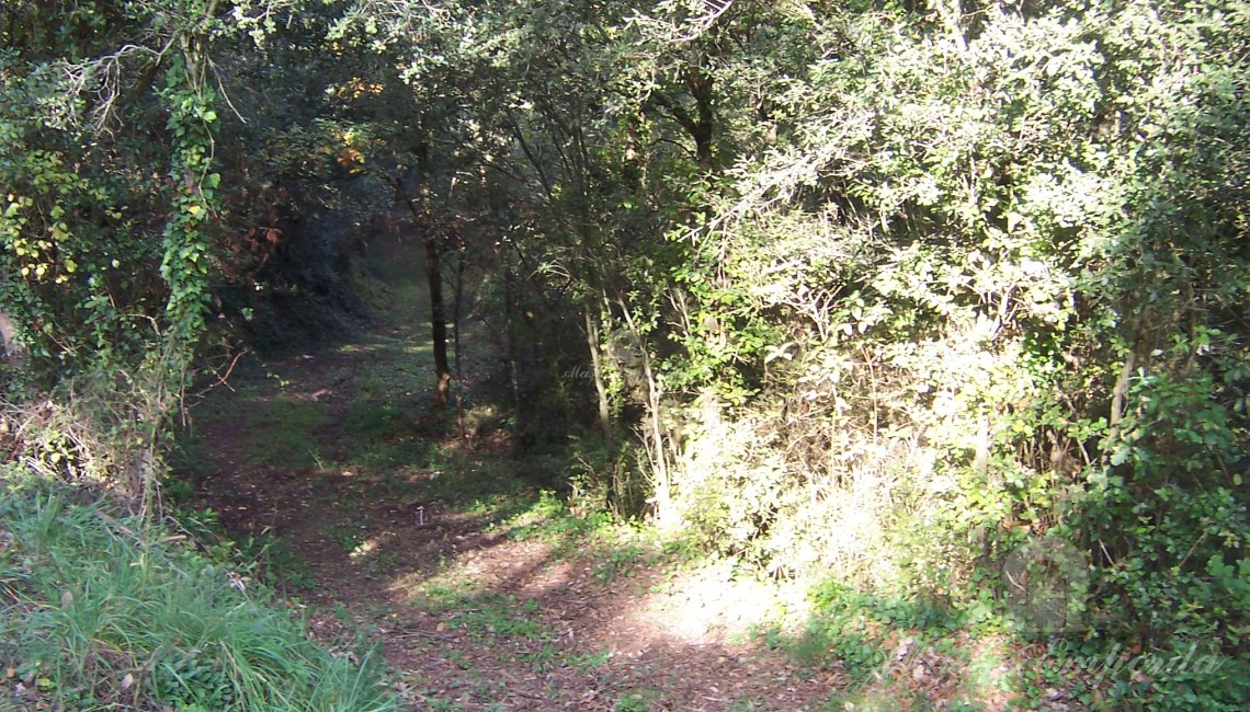 Vista del camino de acceso a la casa 
