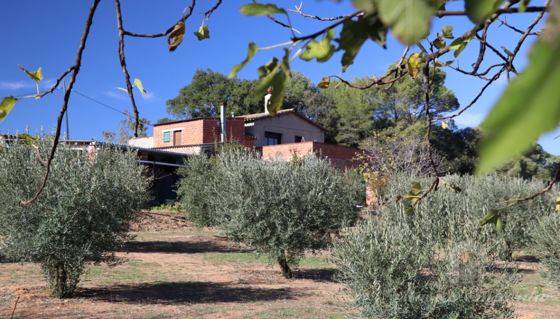Vista de los campos de olivos y la masía al fondo de la imagen 