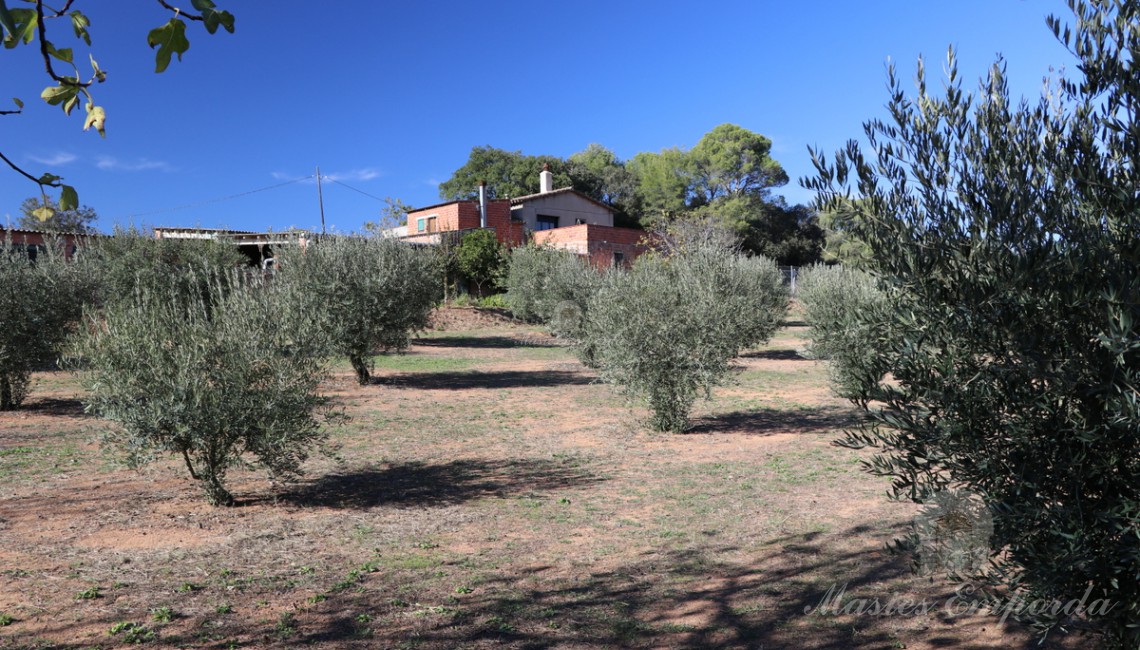 Vista de los campos de olivos y la masía al fondo de la imagen 