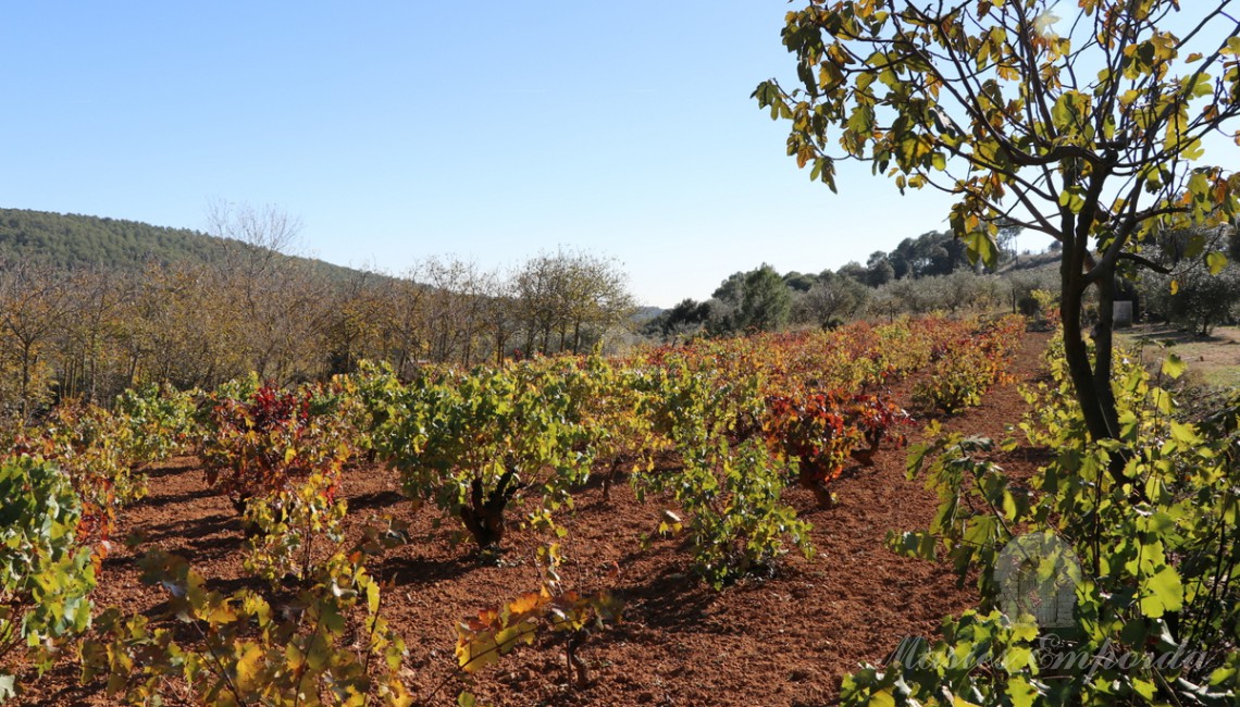 Vista de los campo de viñas de la finca 