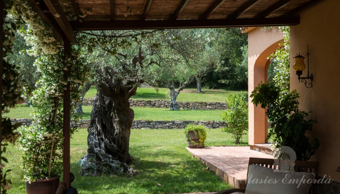 Vista des del porxo del jardí i olivera bicentenari