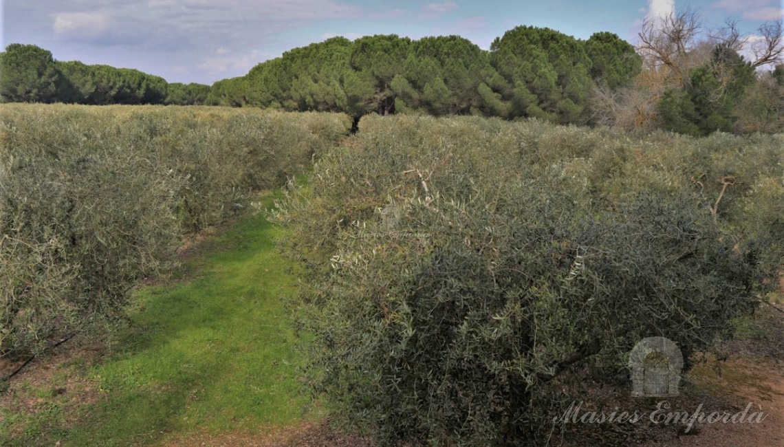 Vista dels camp d'oliveres