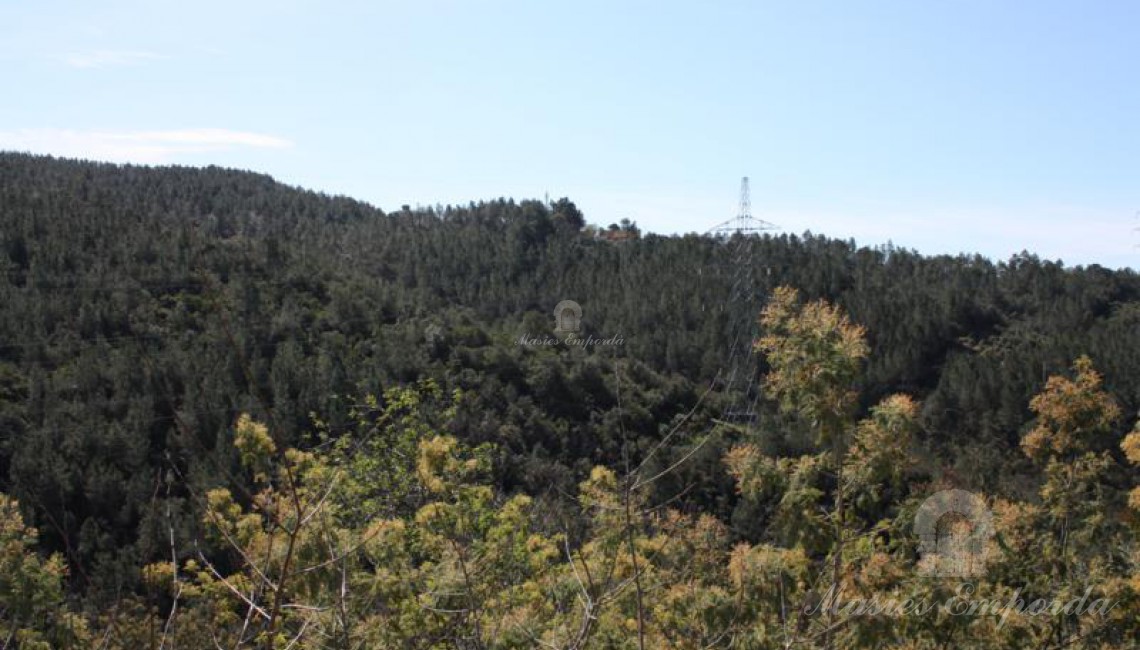 Bosc que envolten la propietat