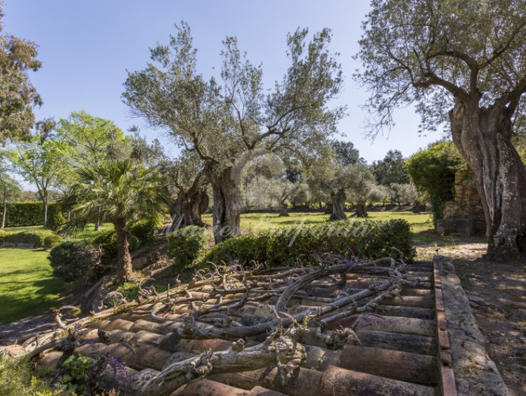 Vista dels voltants de la piscina amb un camp d'oliveres centenàries