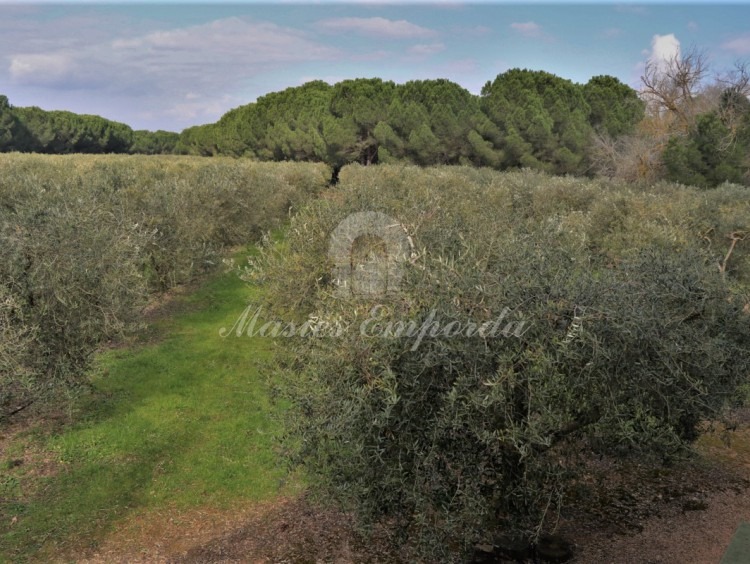 Vista dels camp d'oliveres