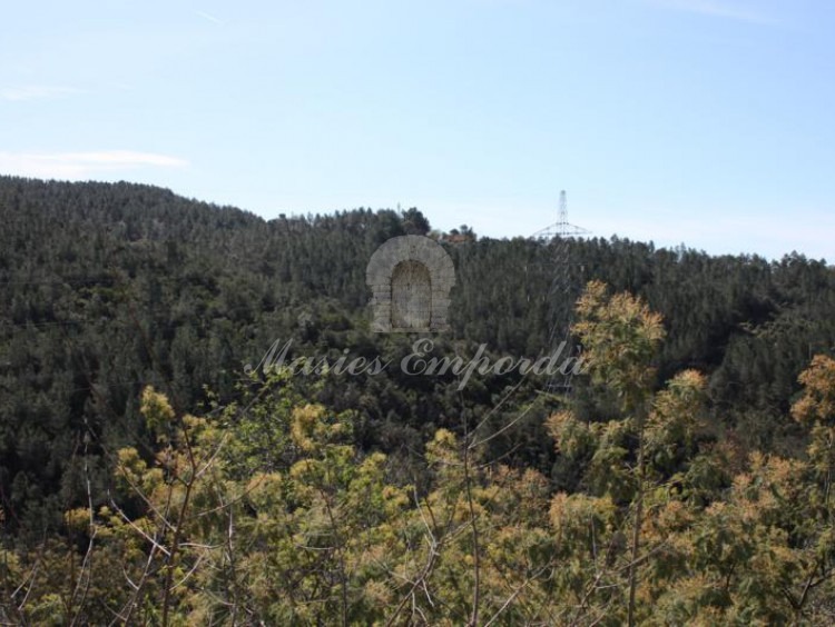 Bosc que envolten la propietat